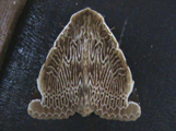 Trisulopsis clathrata